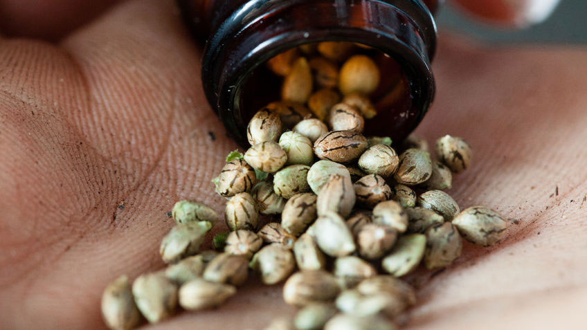 Easy way to buy quality weeds