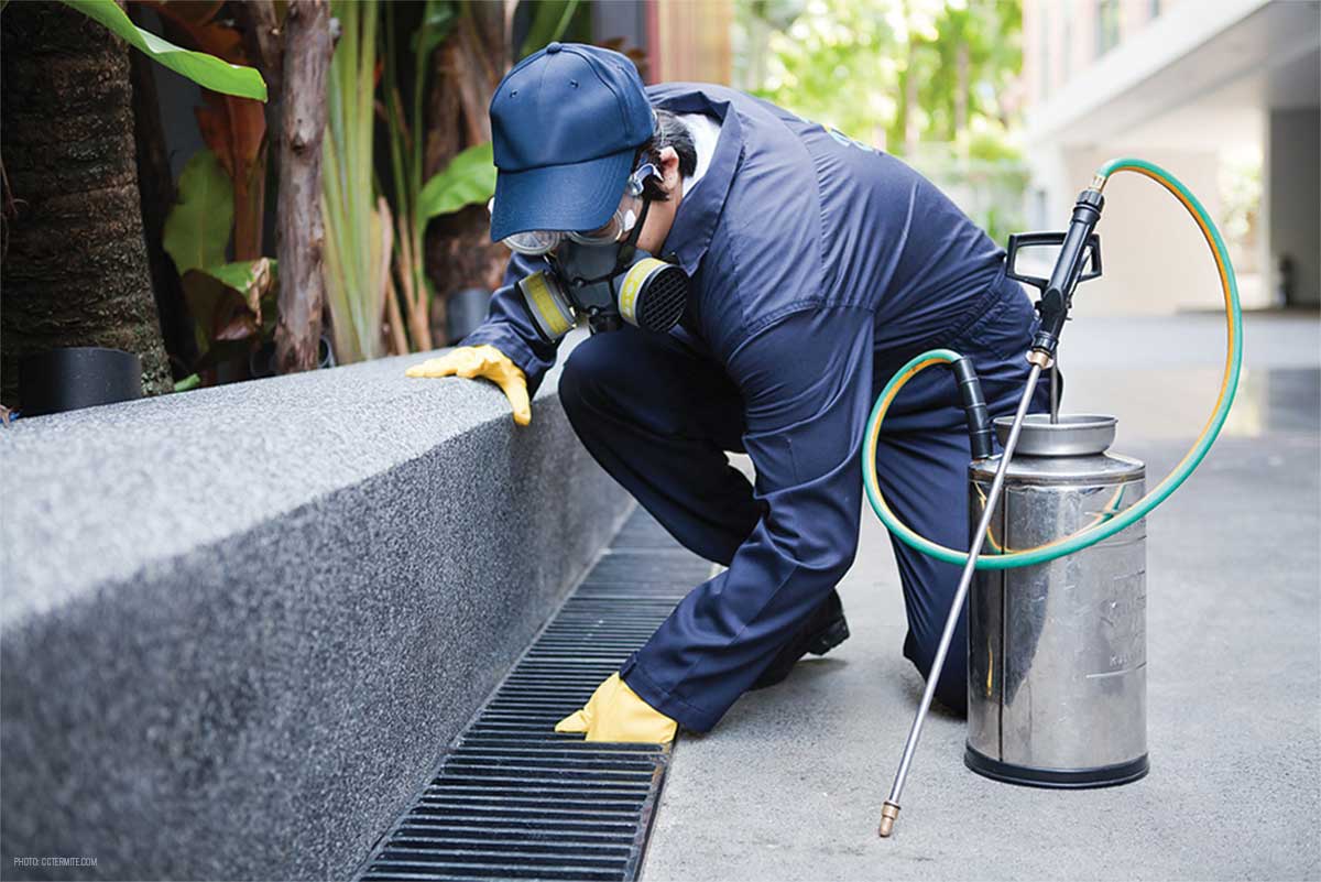 How to find the best pest control company in Sydney?