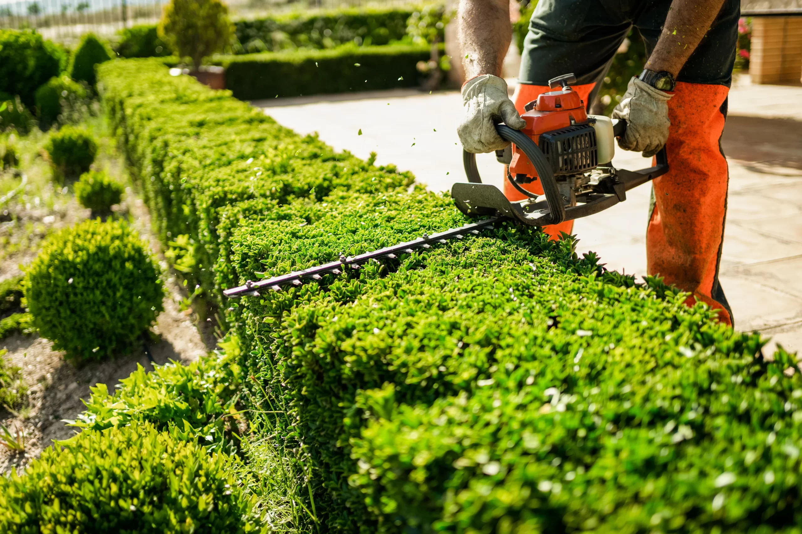 https://poncetreeservices.com/the-impact-of-drought-on-dallas-trees-and-how-proper-trimming-can-help/